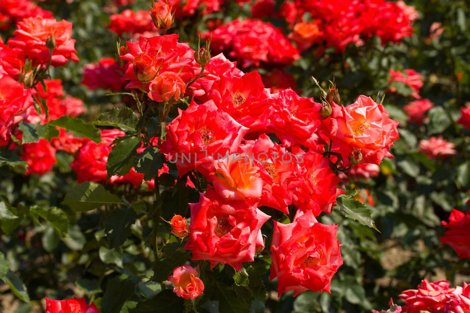 bush of beautiful roses by Alekcey
