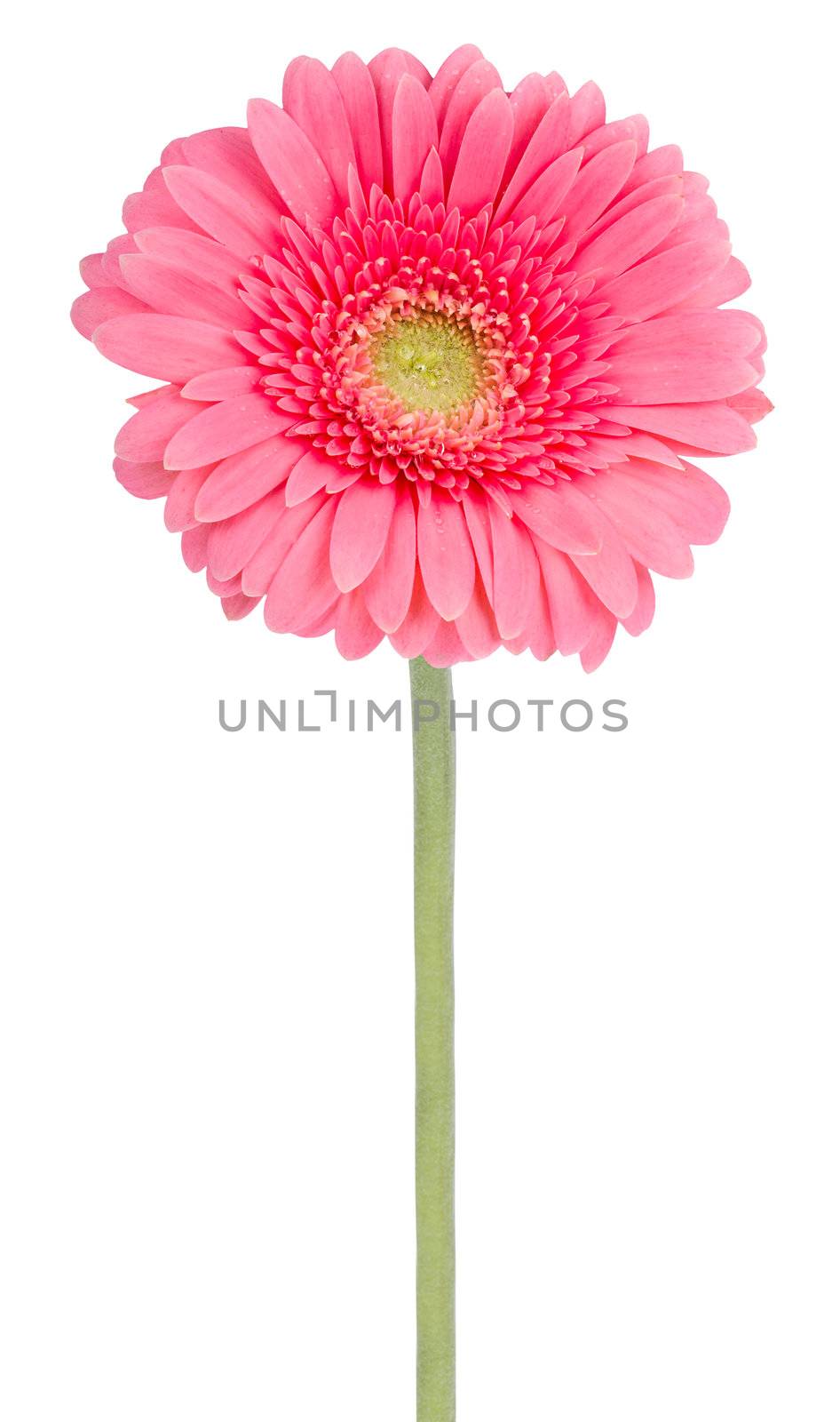 close-up pink gerbera flower, isolated on white