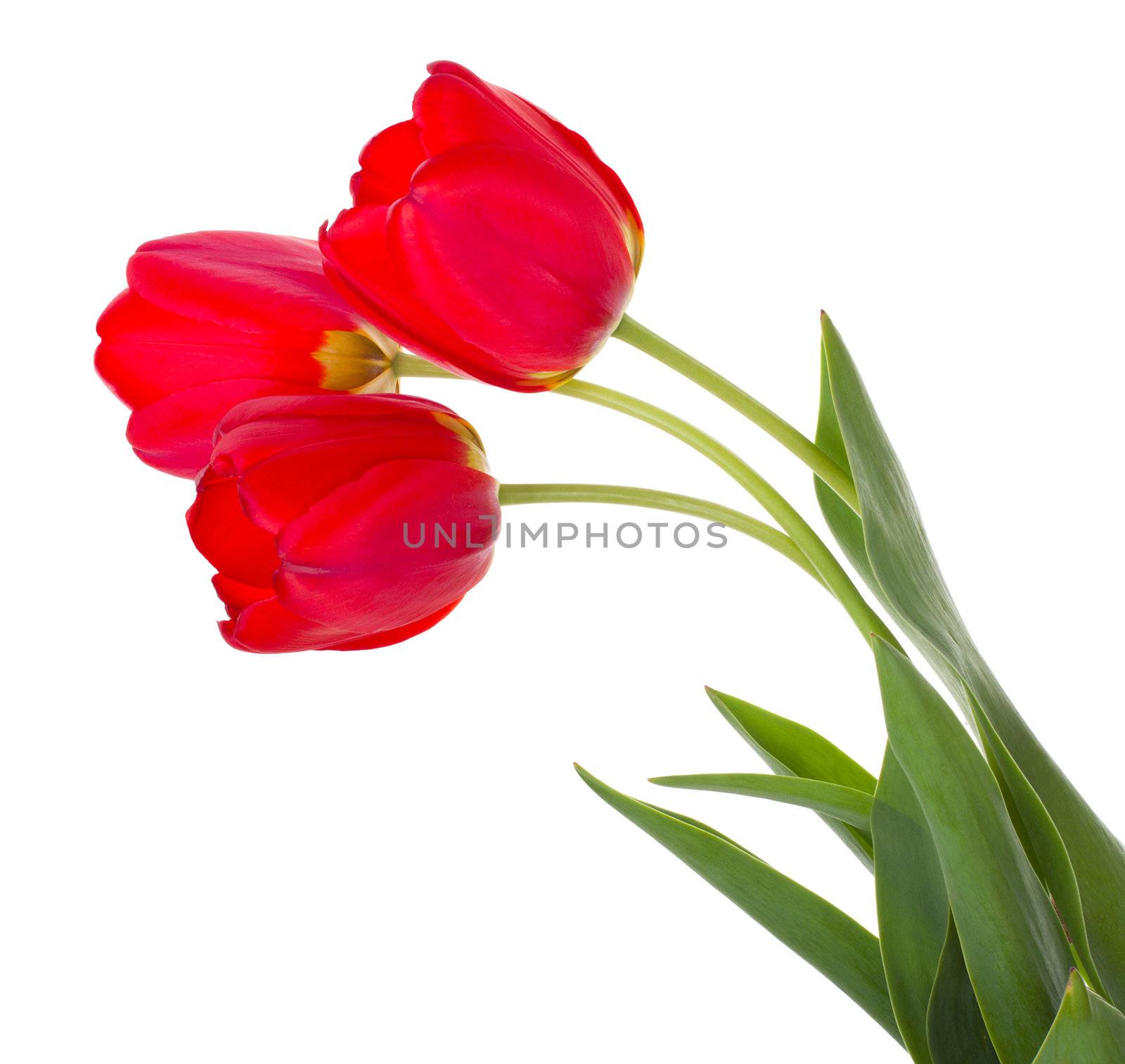 close-up red tulips bouquet, isolated on white