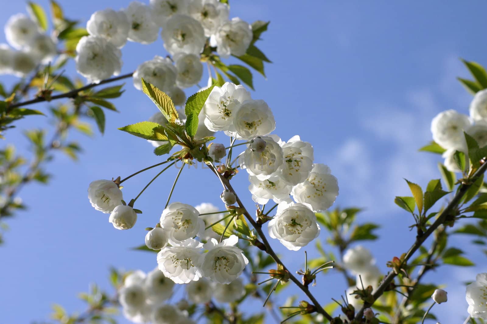 White Blossoms