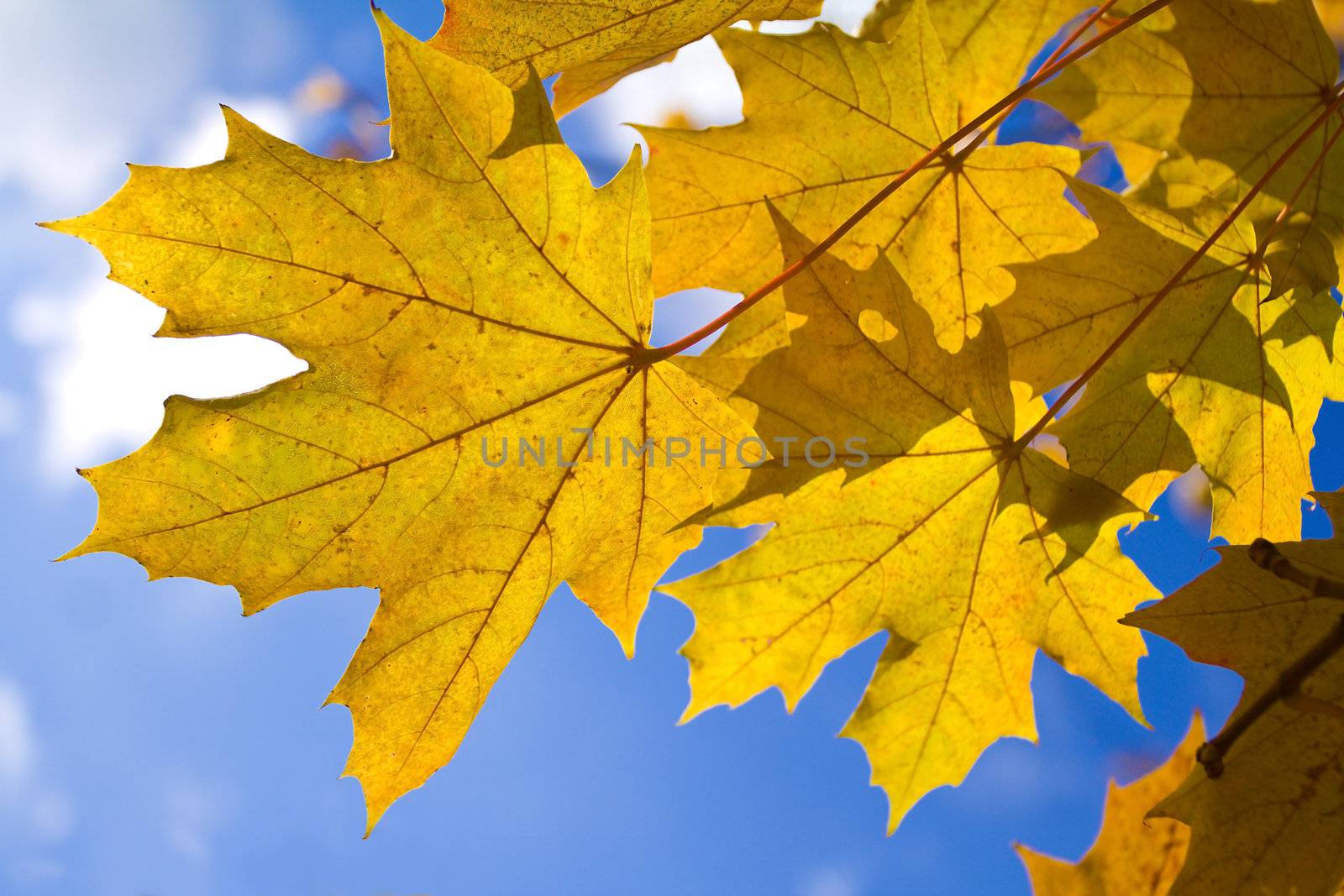 autumn maple leaves by Alekcey