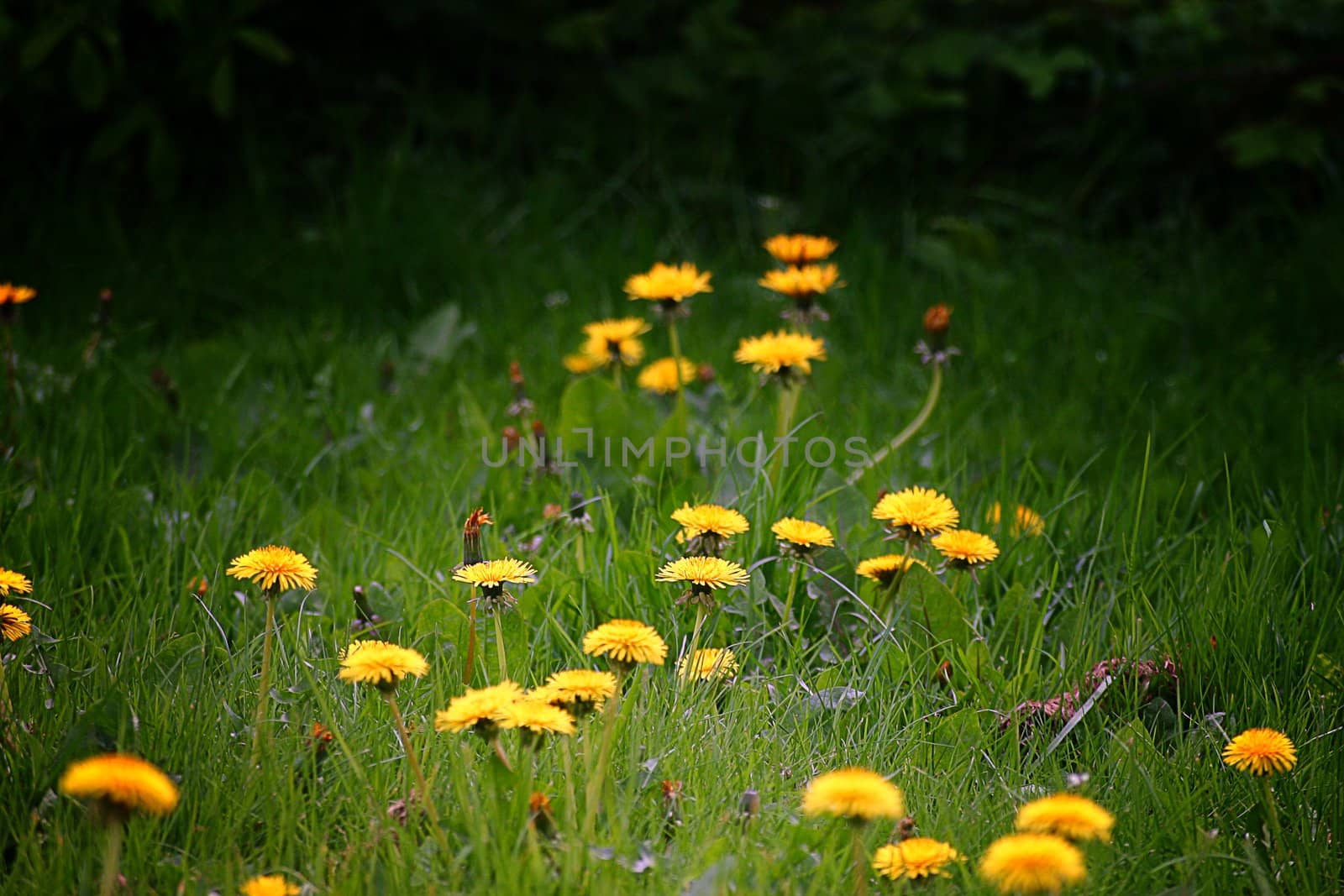 Dandilions