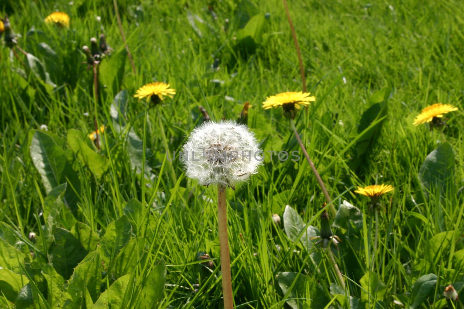 Puff Ball Seed Head in English Field