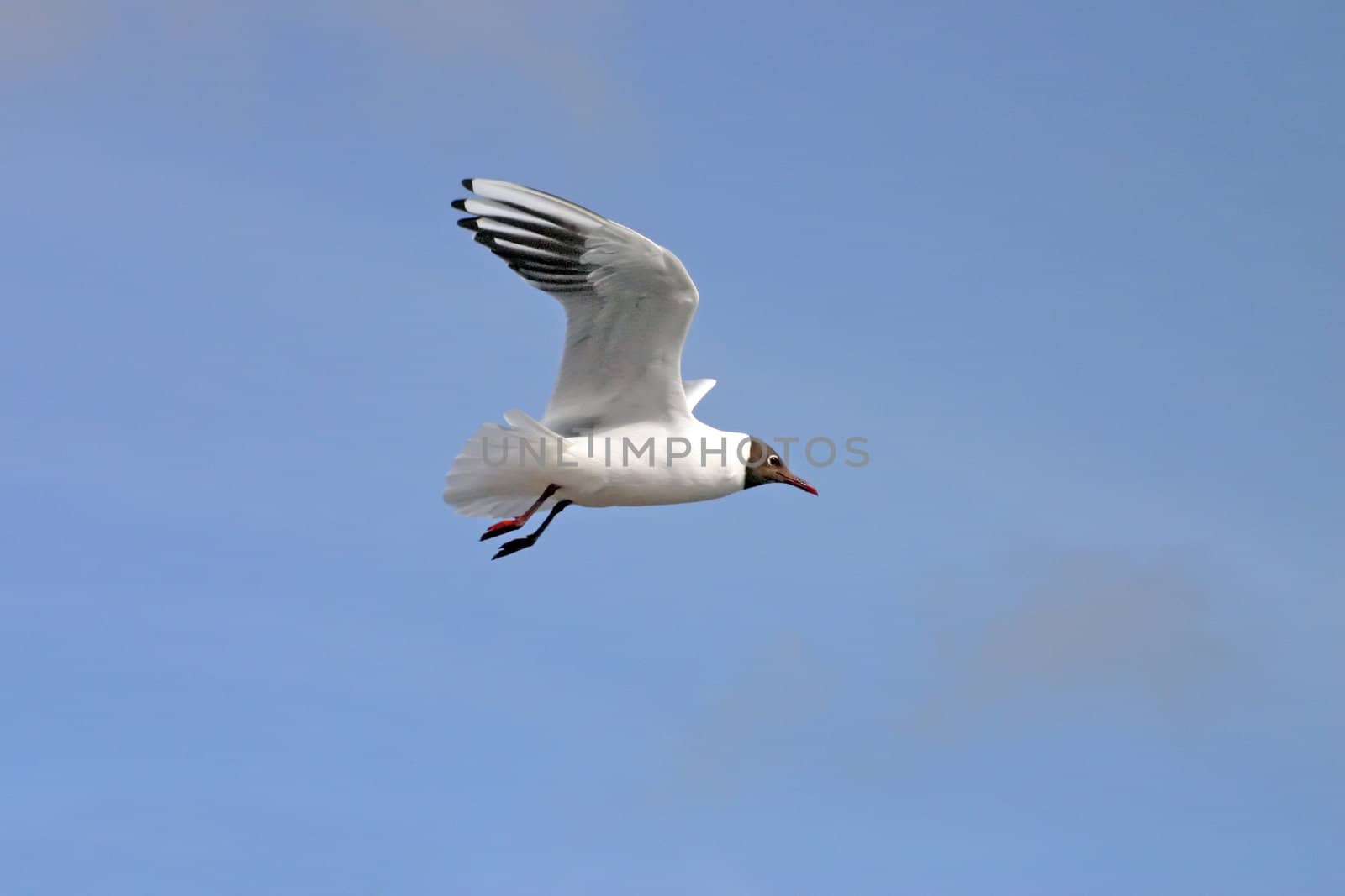 Black and White Seagull Flying