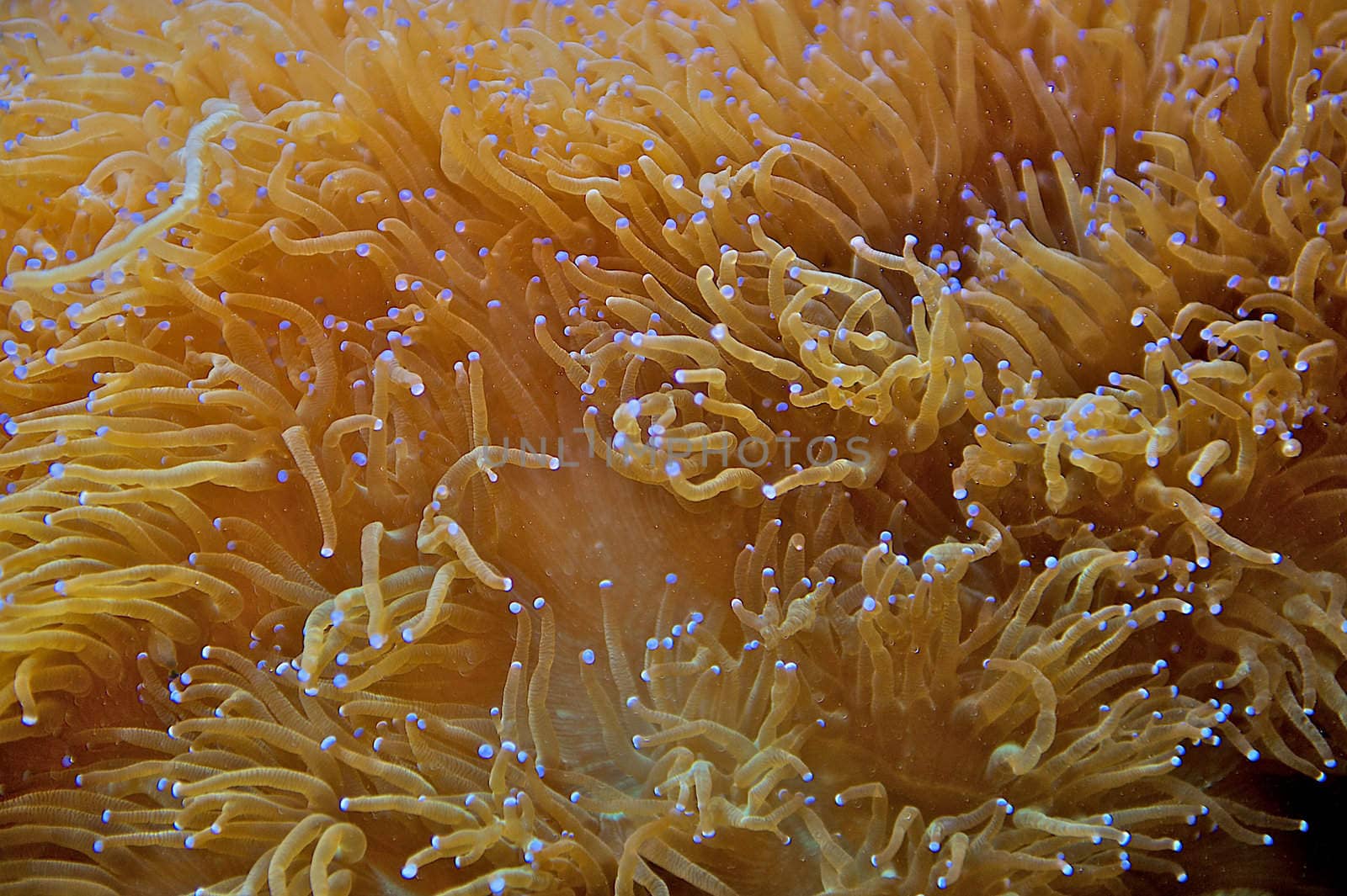 Marine coral tentacles wave in the water.