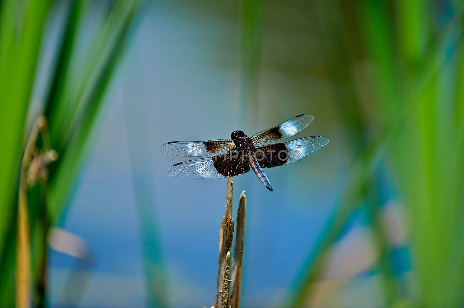 Black and White dragonfly on a reed. by dmvphotos