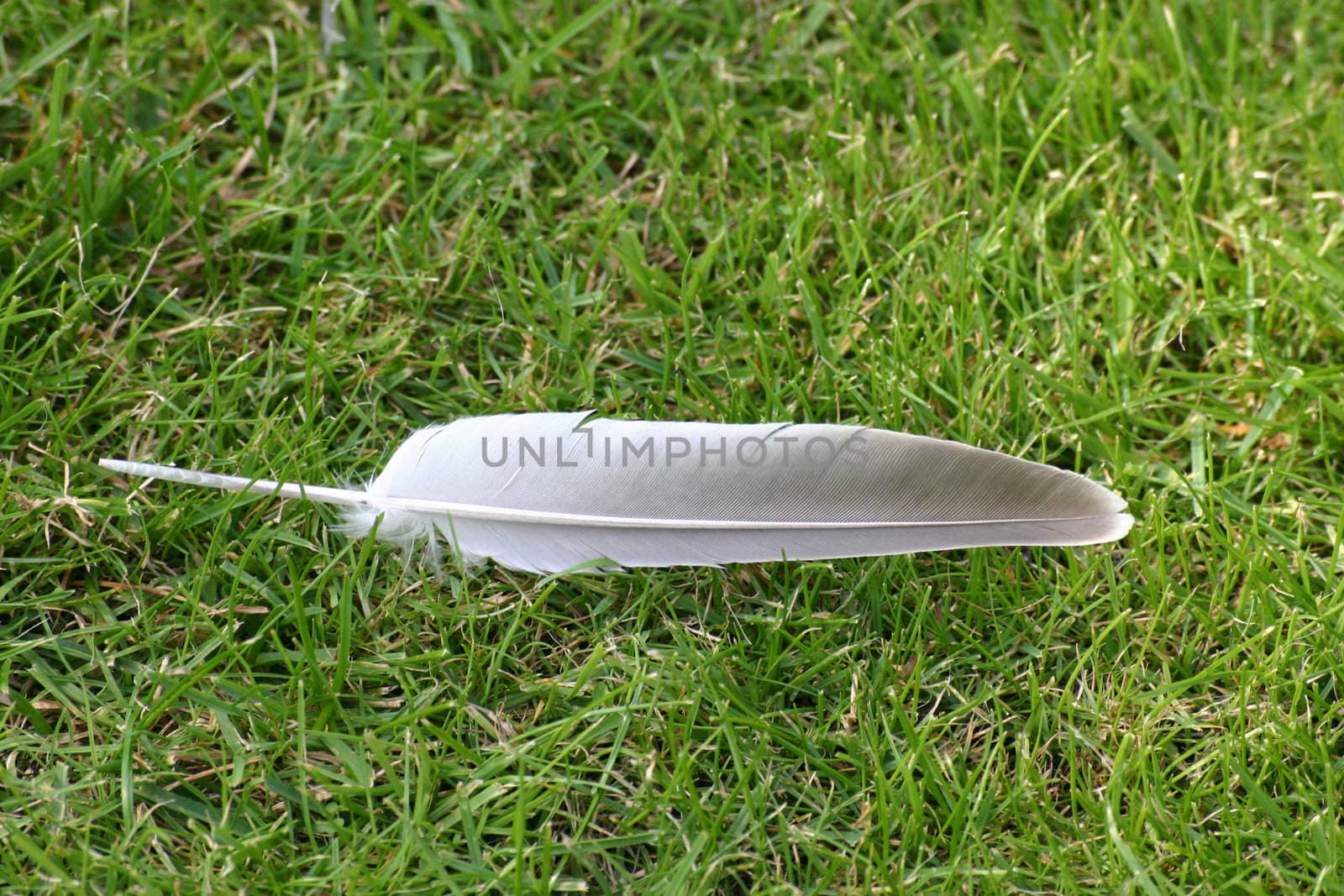 Seagull Feather on Grass