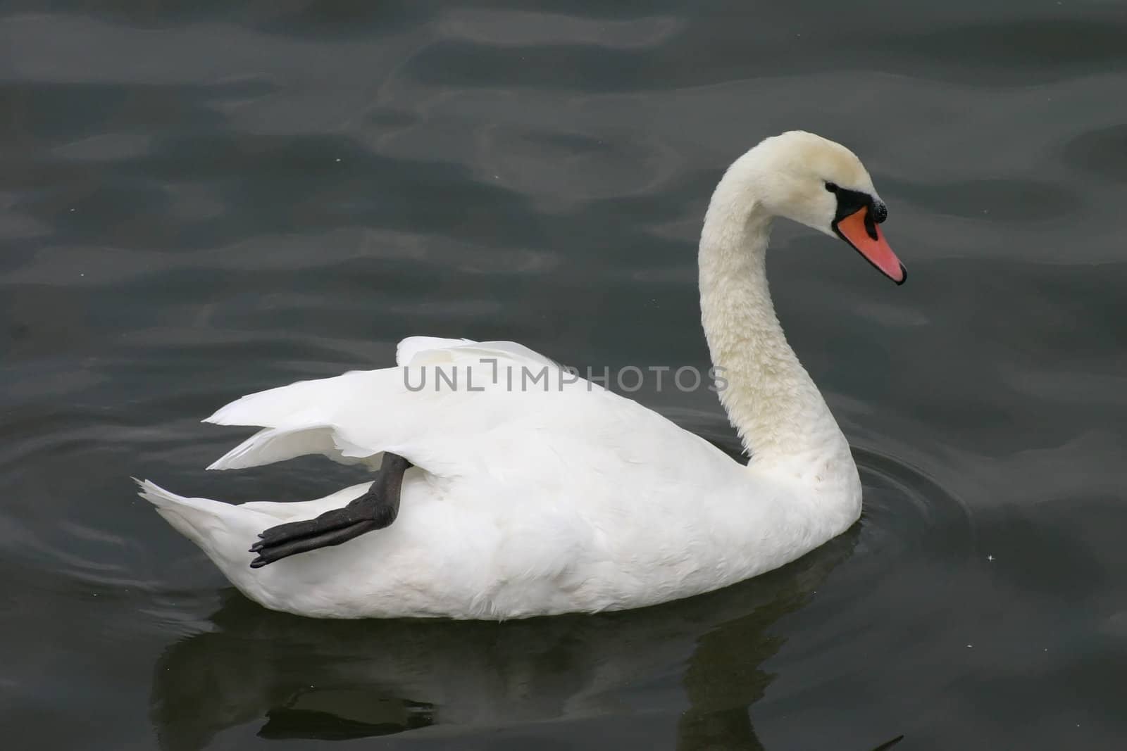 Swan with Black Foot