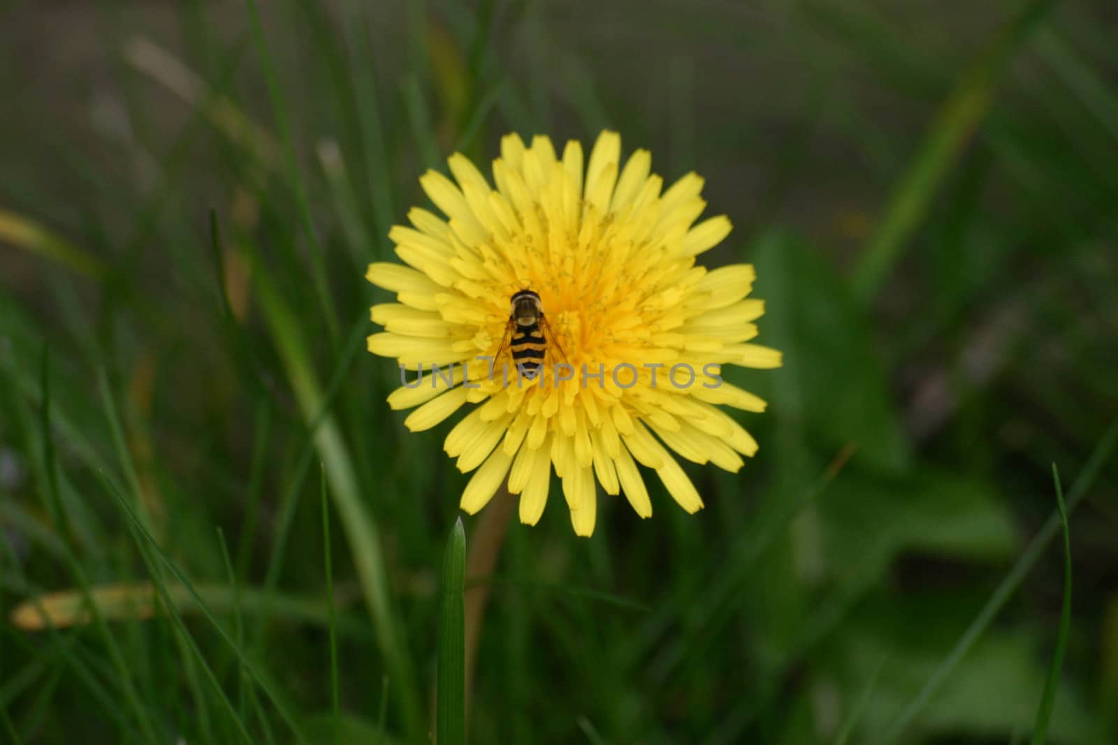 Wasp on a Flower