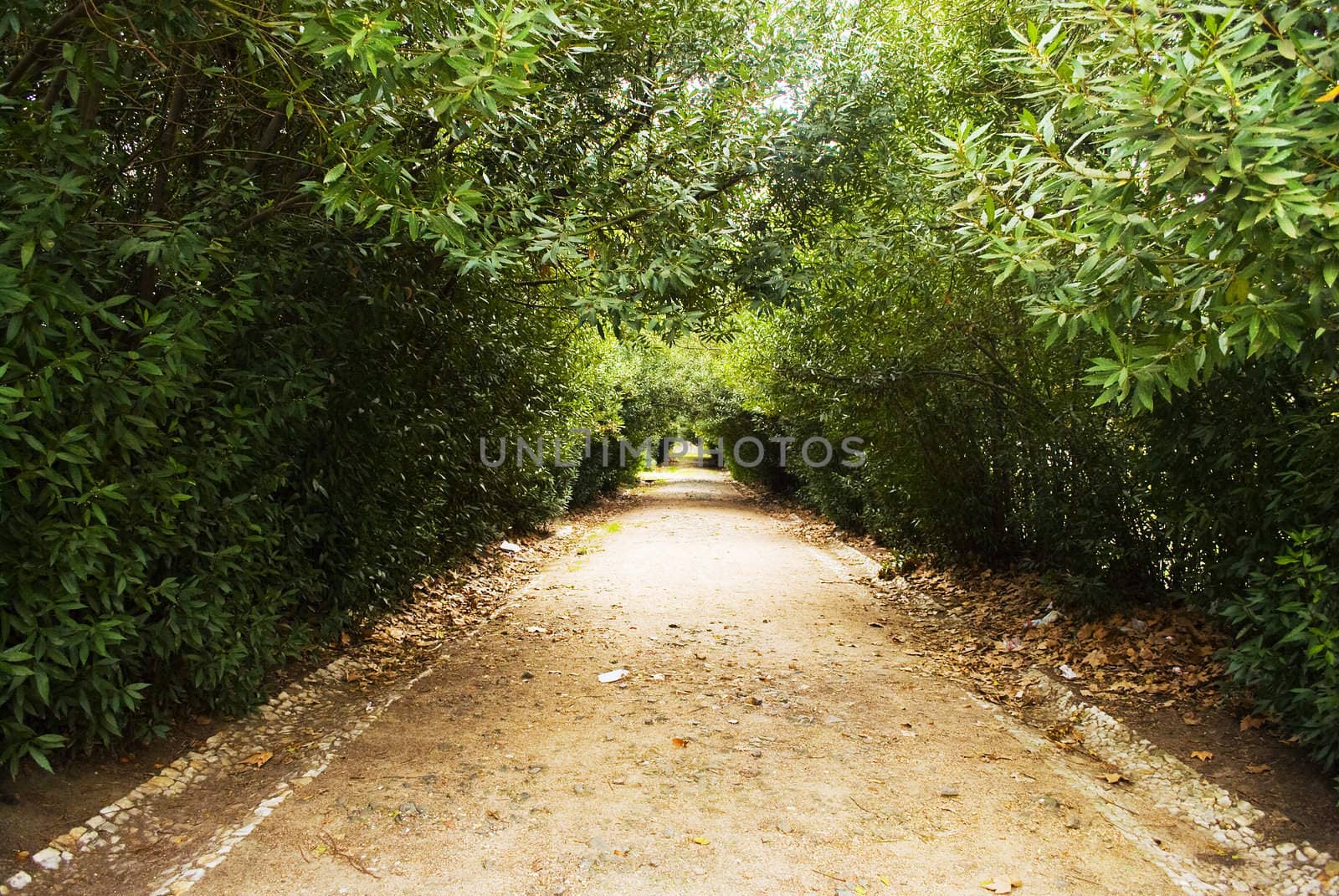Beautiful corridor with center path and surrounded vegetation