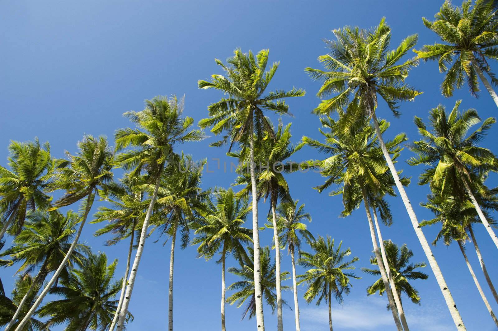 Palm trees against blue sky at seaside 
