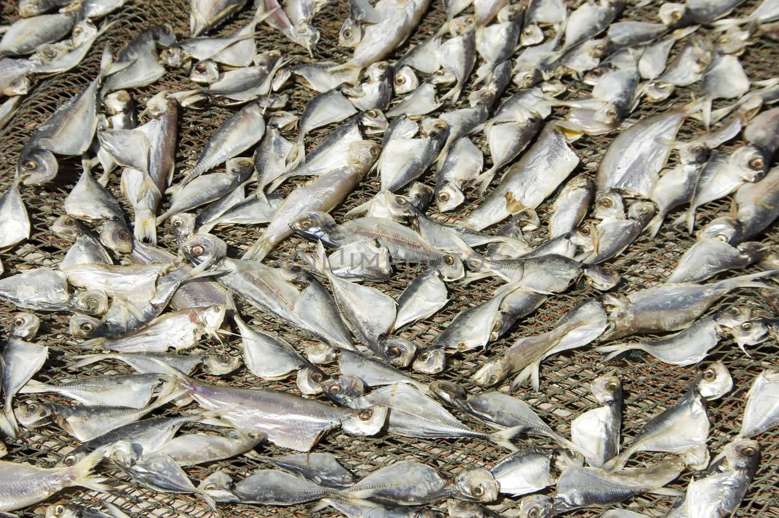 drying salted fish under hot sun 