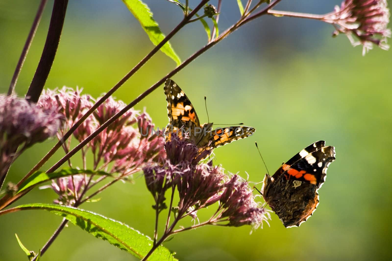 Butterflies on Gravelroot in sunny summer garden 