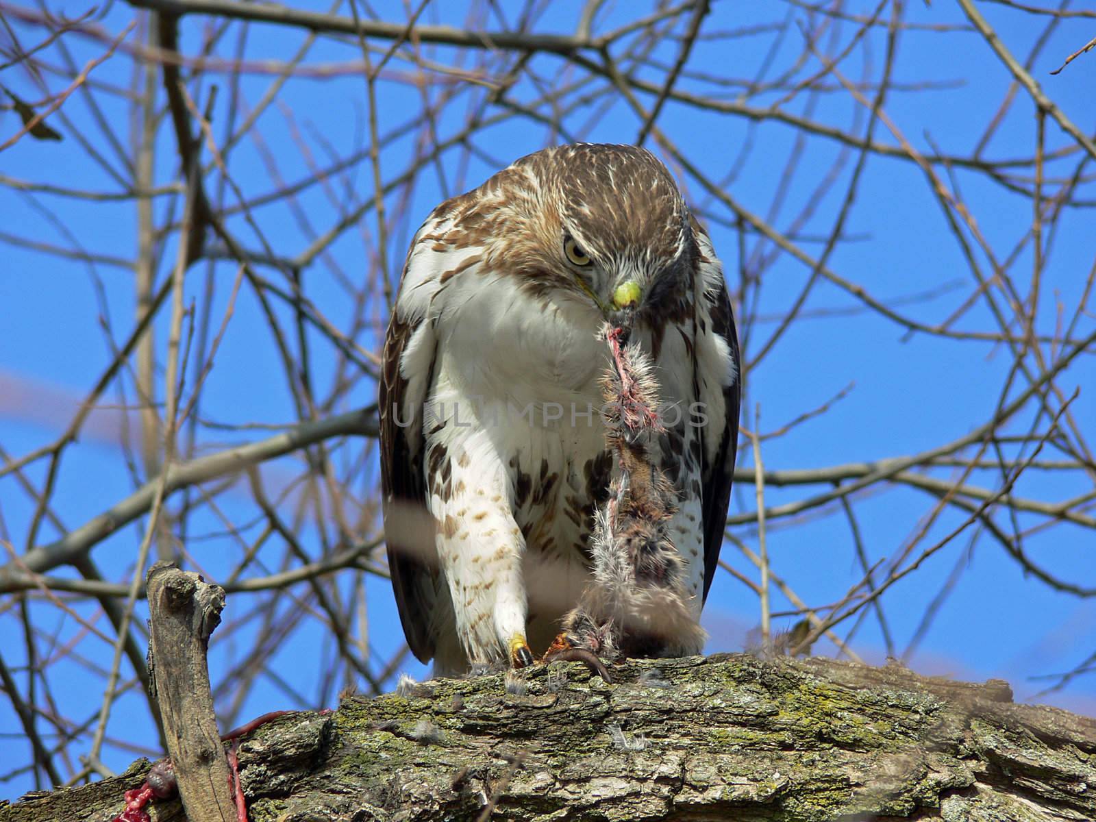 Red-tailed Hawk Feeding On Marsh Rat