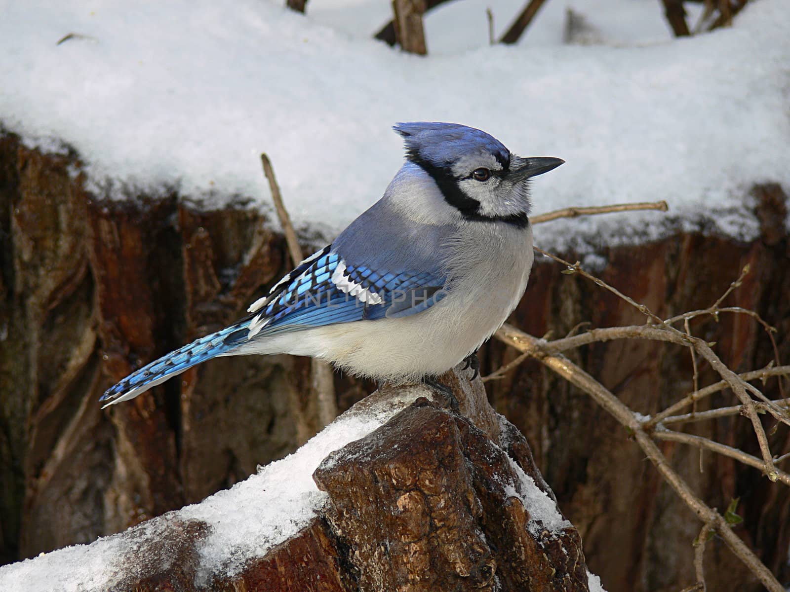 Bluejay Perched On Branch In Winter Background