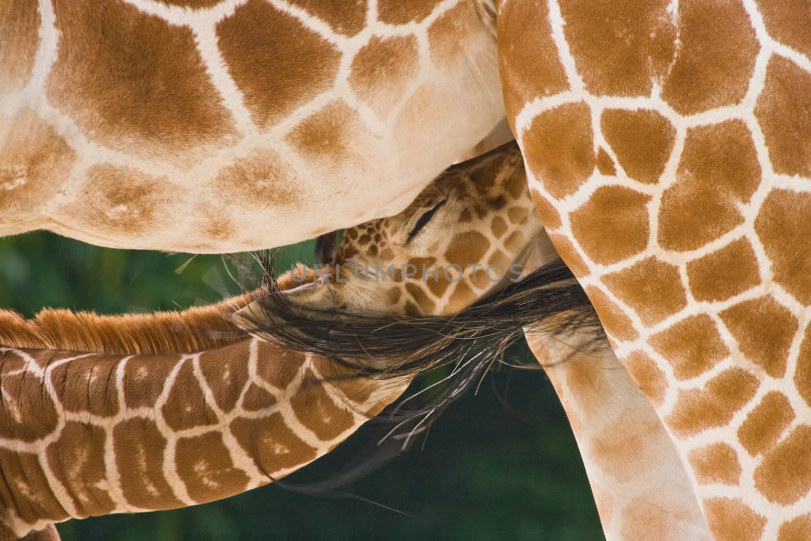 A new born baby giraffe is drinking bij his mother