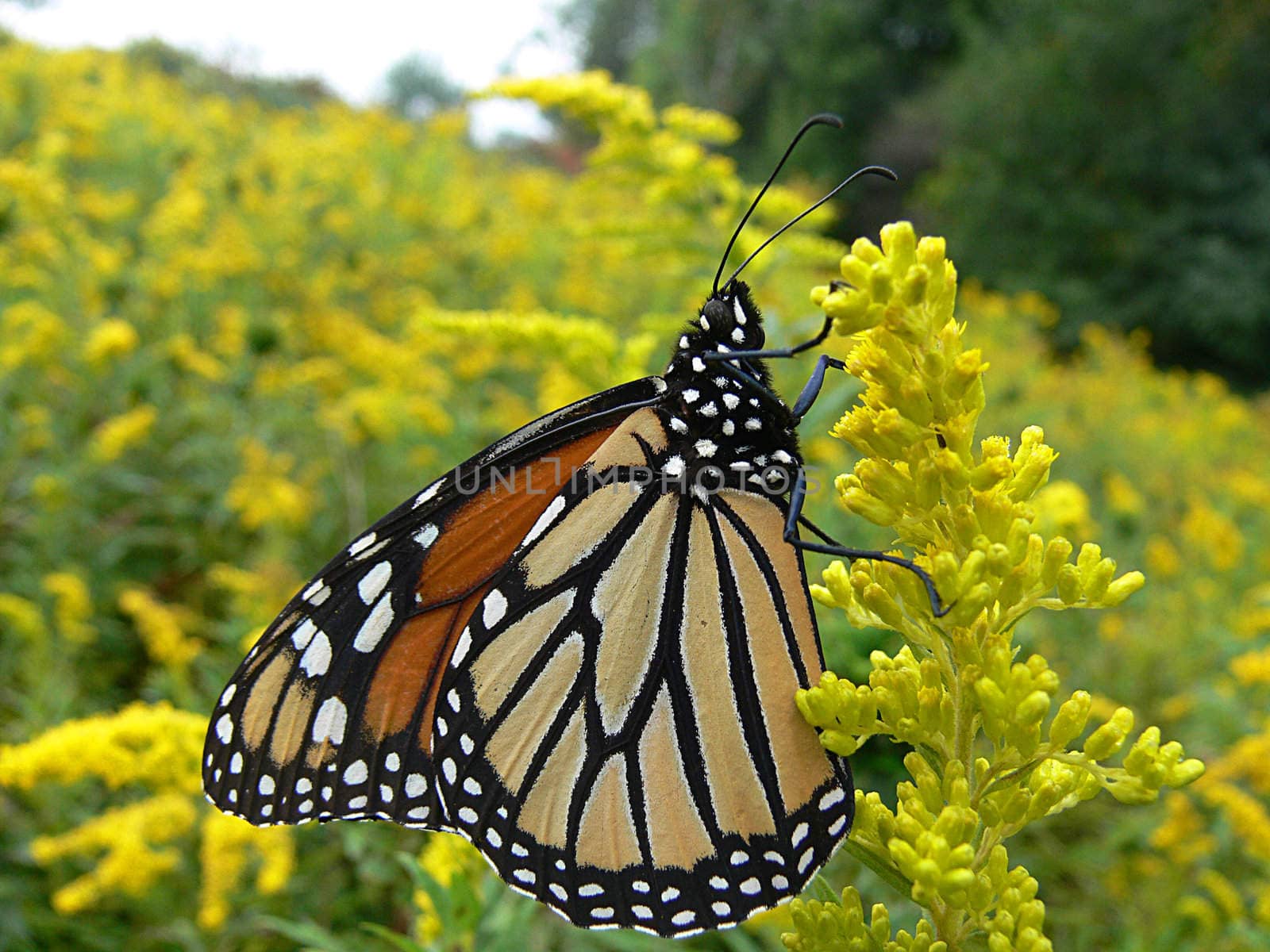 Monarch Butterfly Danaus plexippus In Morning On Golden Rod