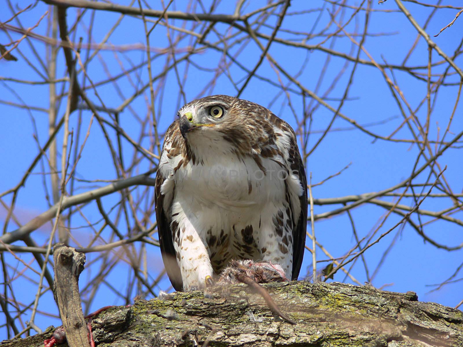 Red-tailed Hawk Feeding On Marsh Rat Looking To Side