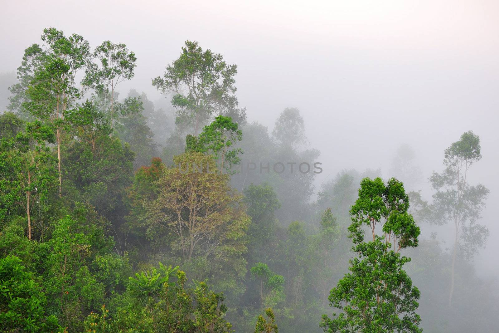 Tropical green forest in a misty morning
