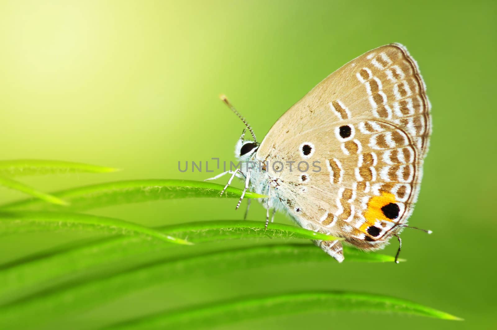 Caerulean Butterfly (Jamides celeno) perching on a leaf.