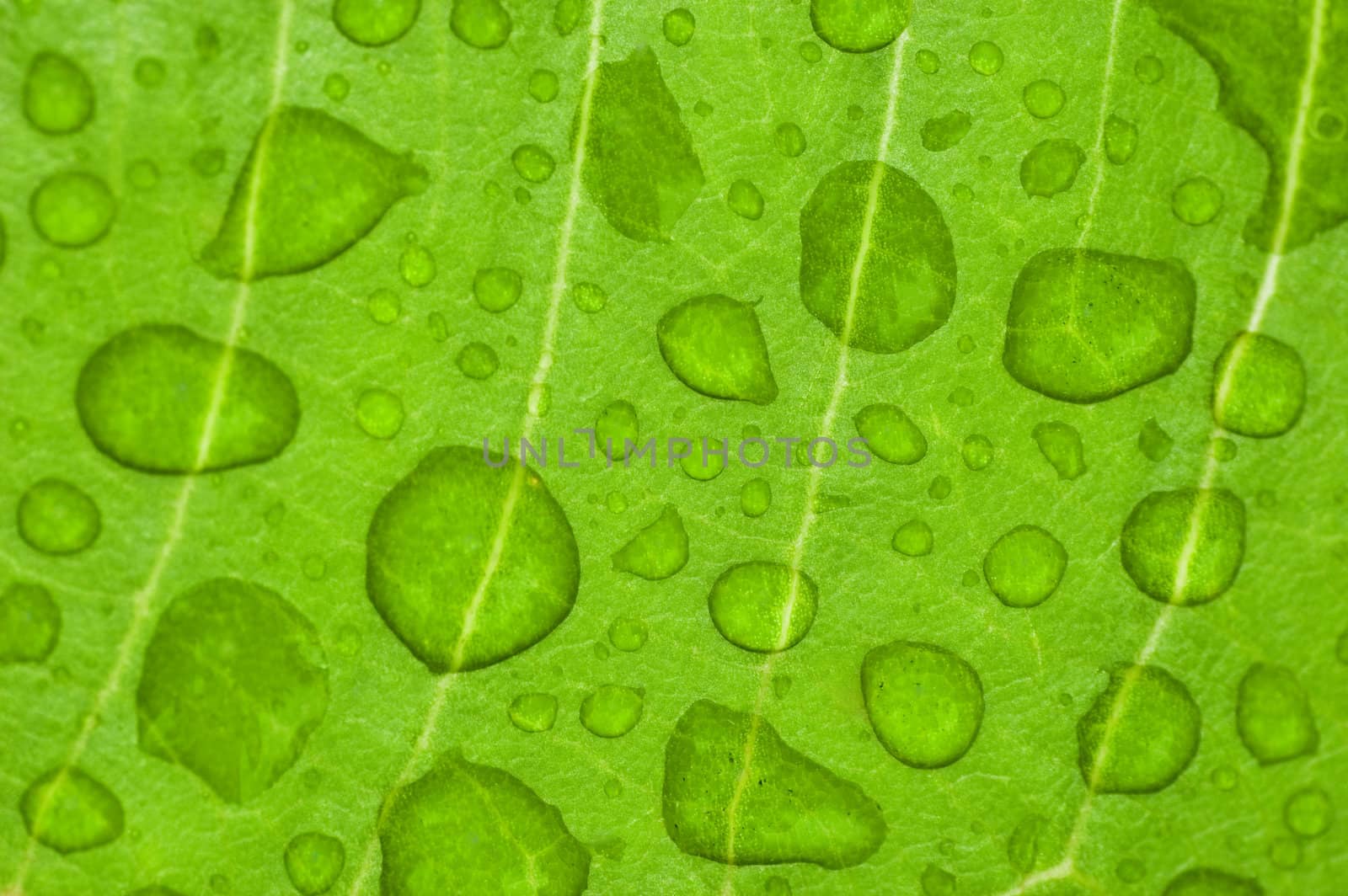 water-drop on a green leaf after rain 
