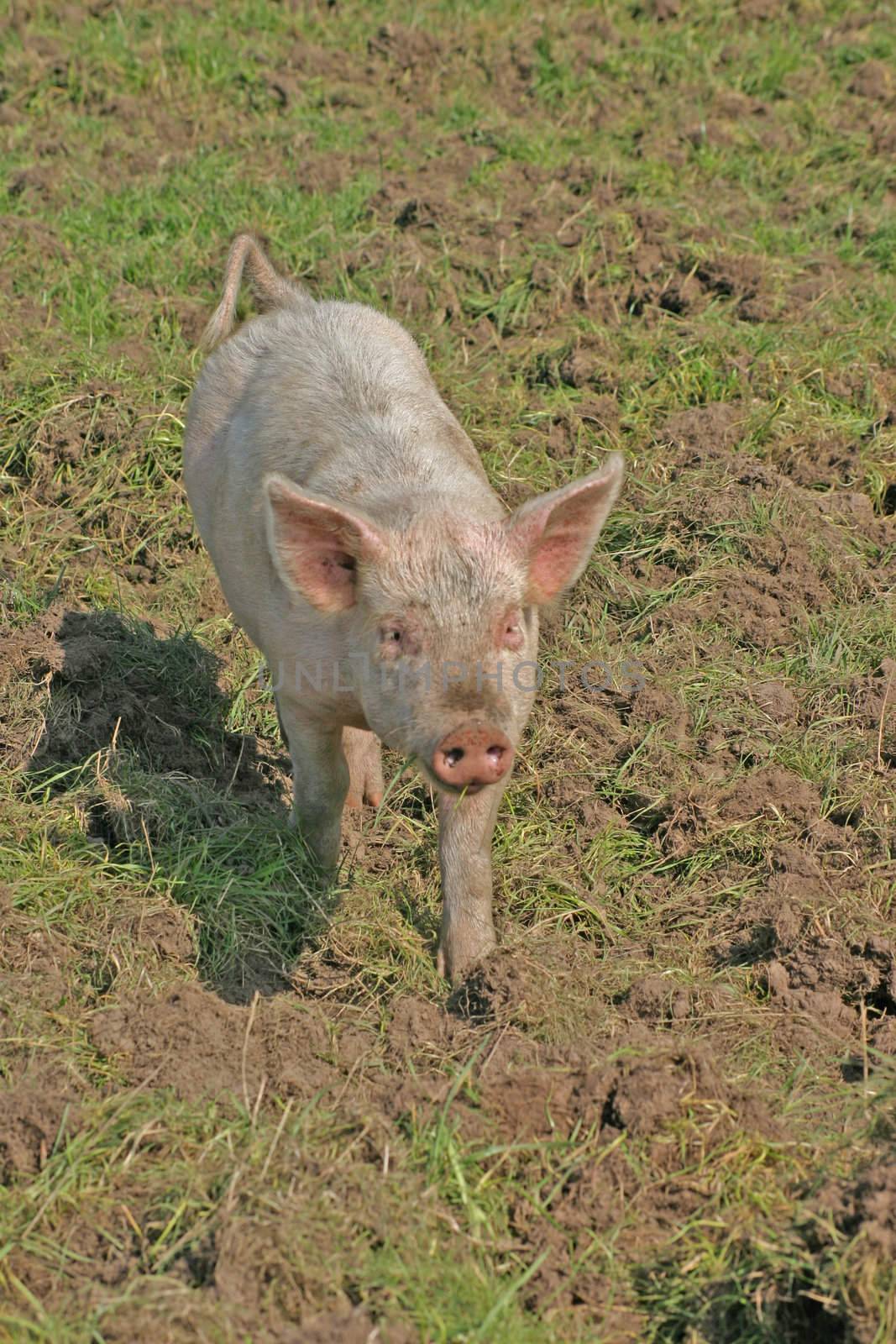 Little Pink Piglet in Cheshire Farm Field
