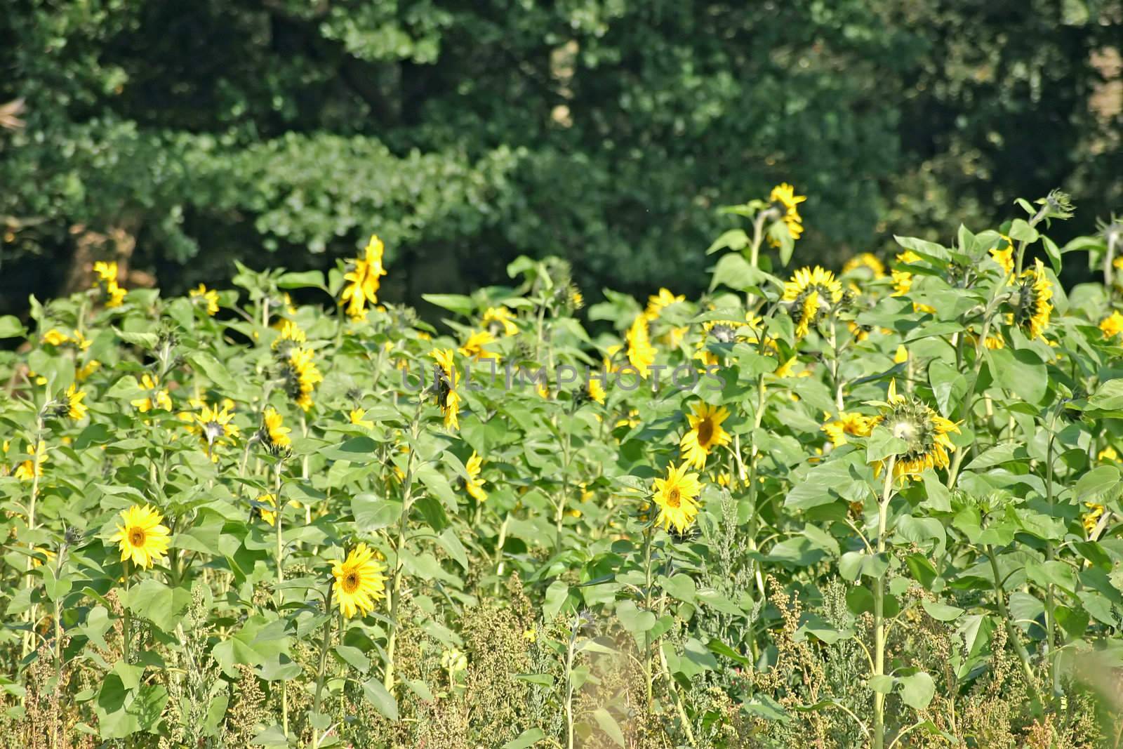 Farm Field of Sunflowers in Cheshire England