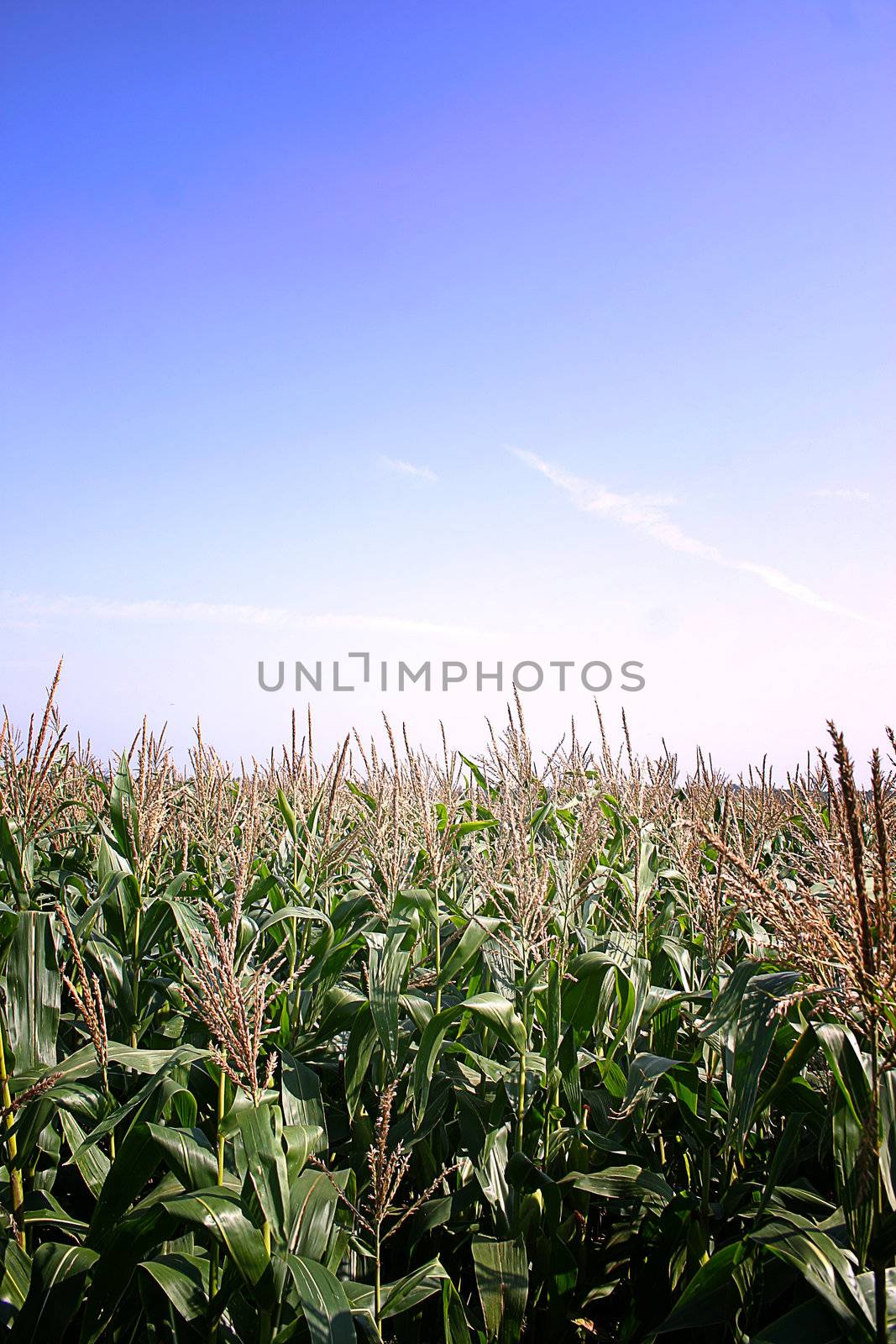 English Summer Cornfield in Cheshire UK with Blue Sky