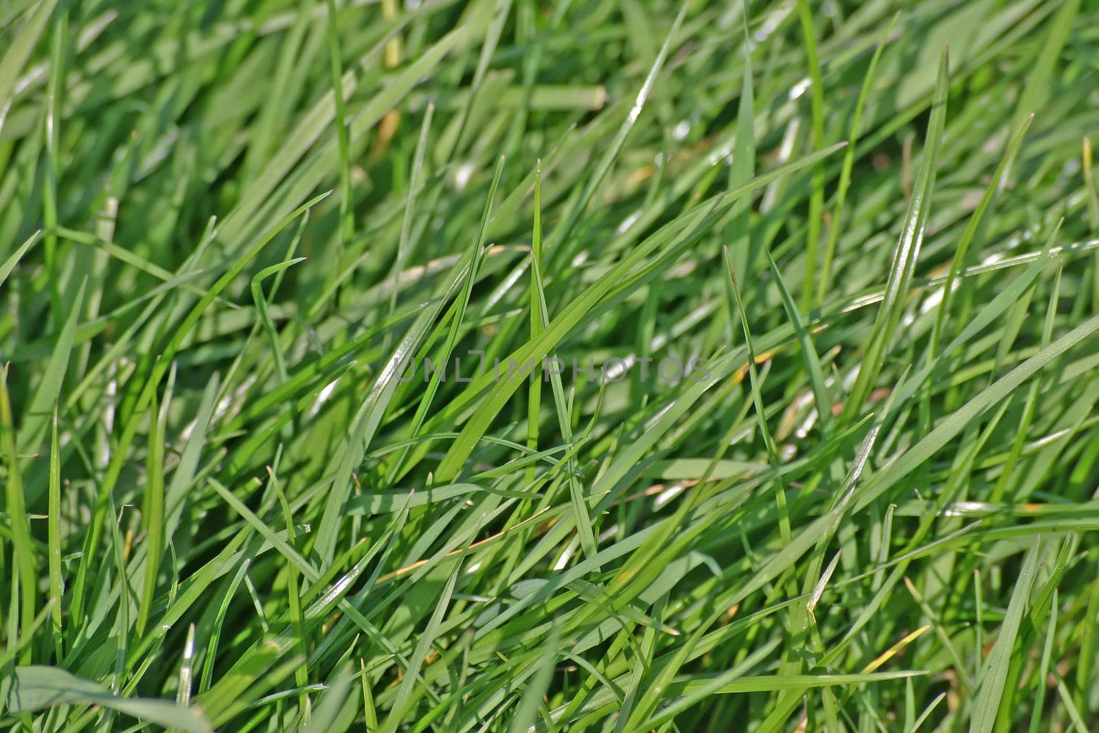 Lush Grass in English Meadow in Summer in Cheshire