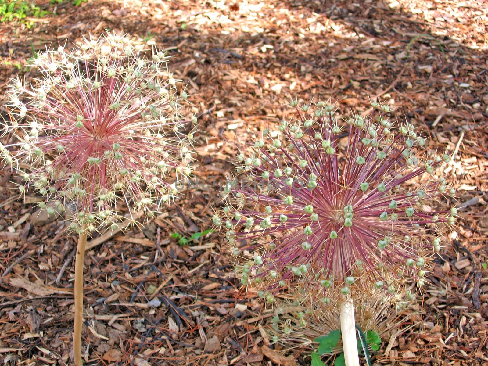 Spikey Dried Flowers in Garden