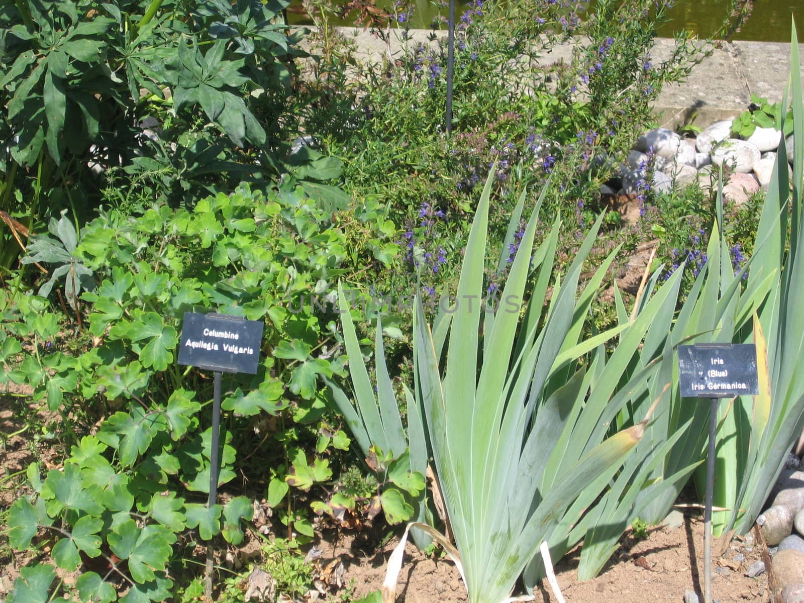 Various Poisonous Plants