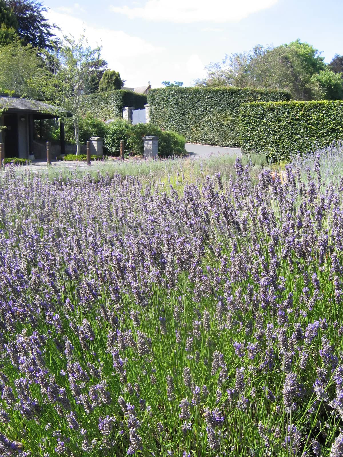 Field of Lavender