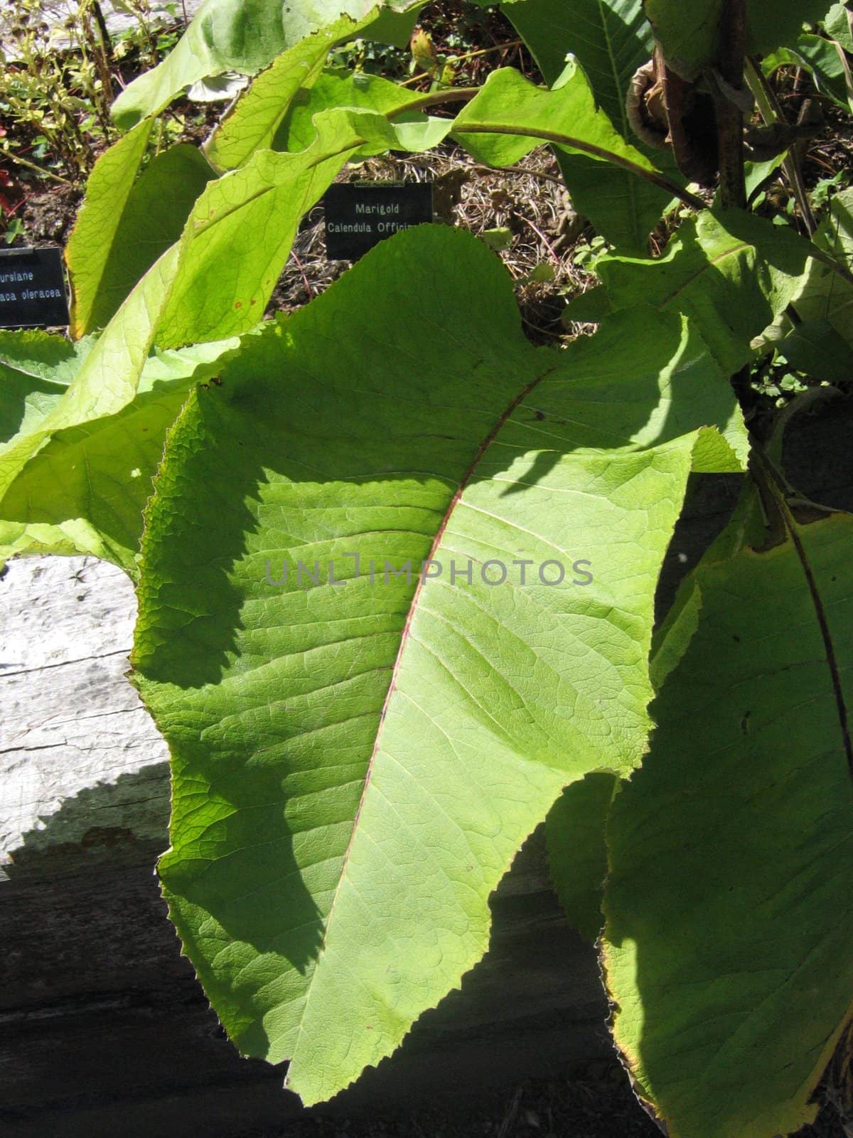 Leaves from Tropical Plants