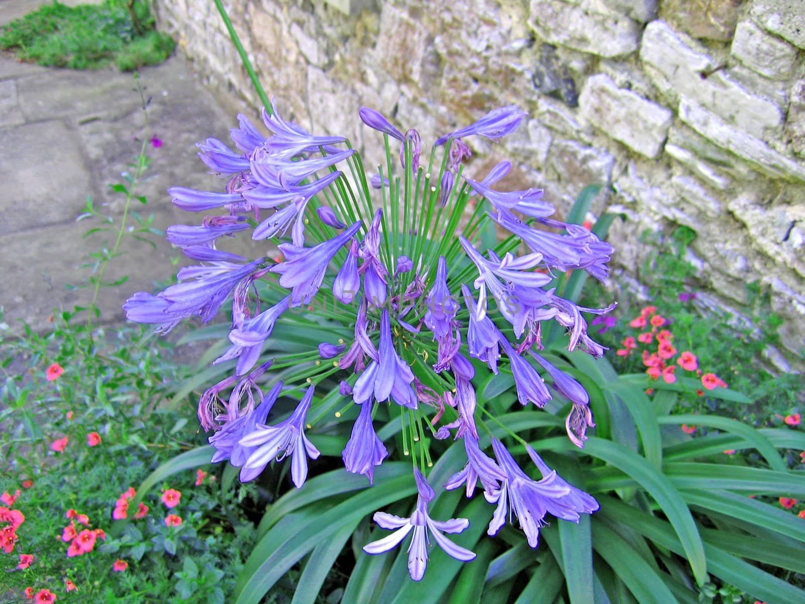 Bright Blue Flowered in a Devon Garden