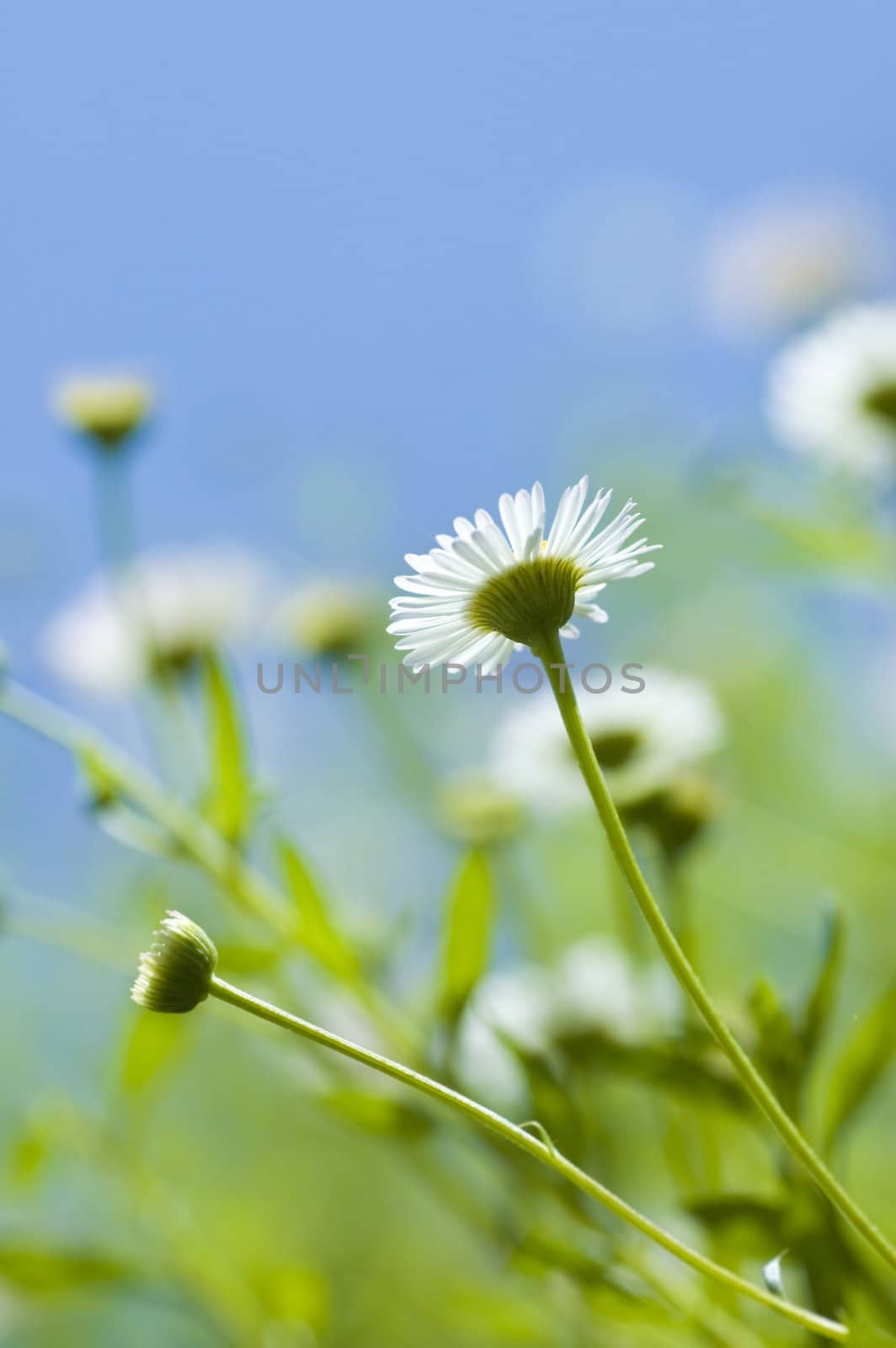white daisy by szefei