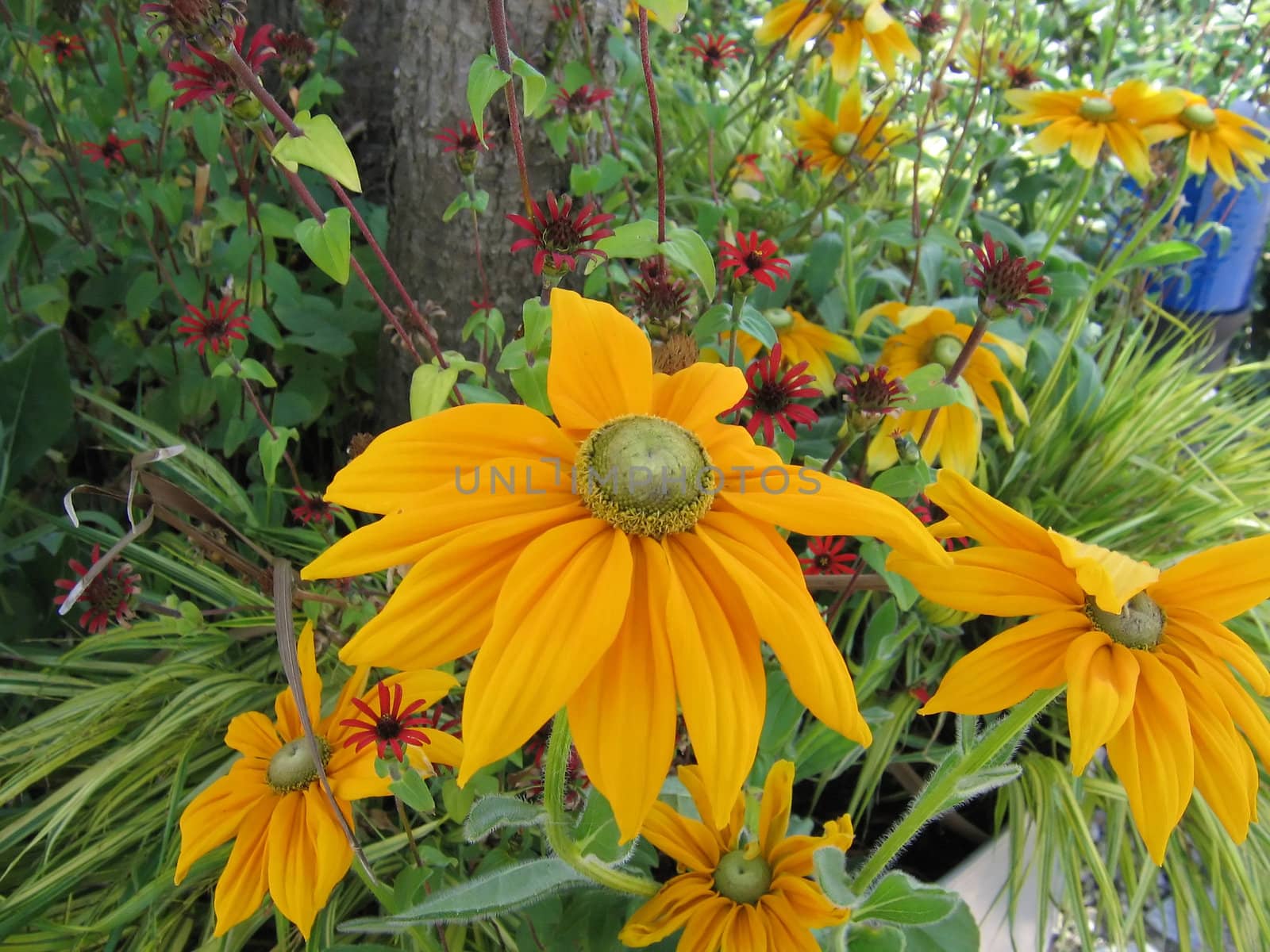 Colourful Orange Flower