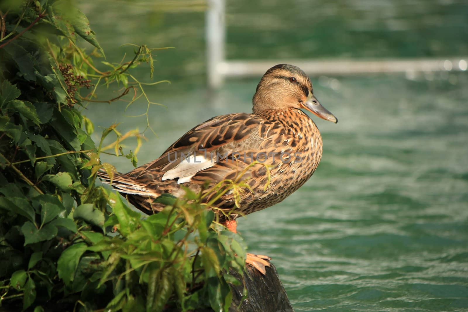 Quiet female duck mallard by Elenaphotos21