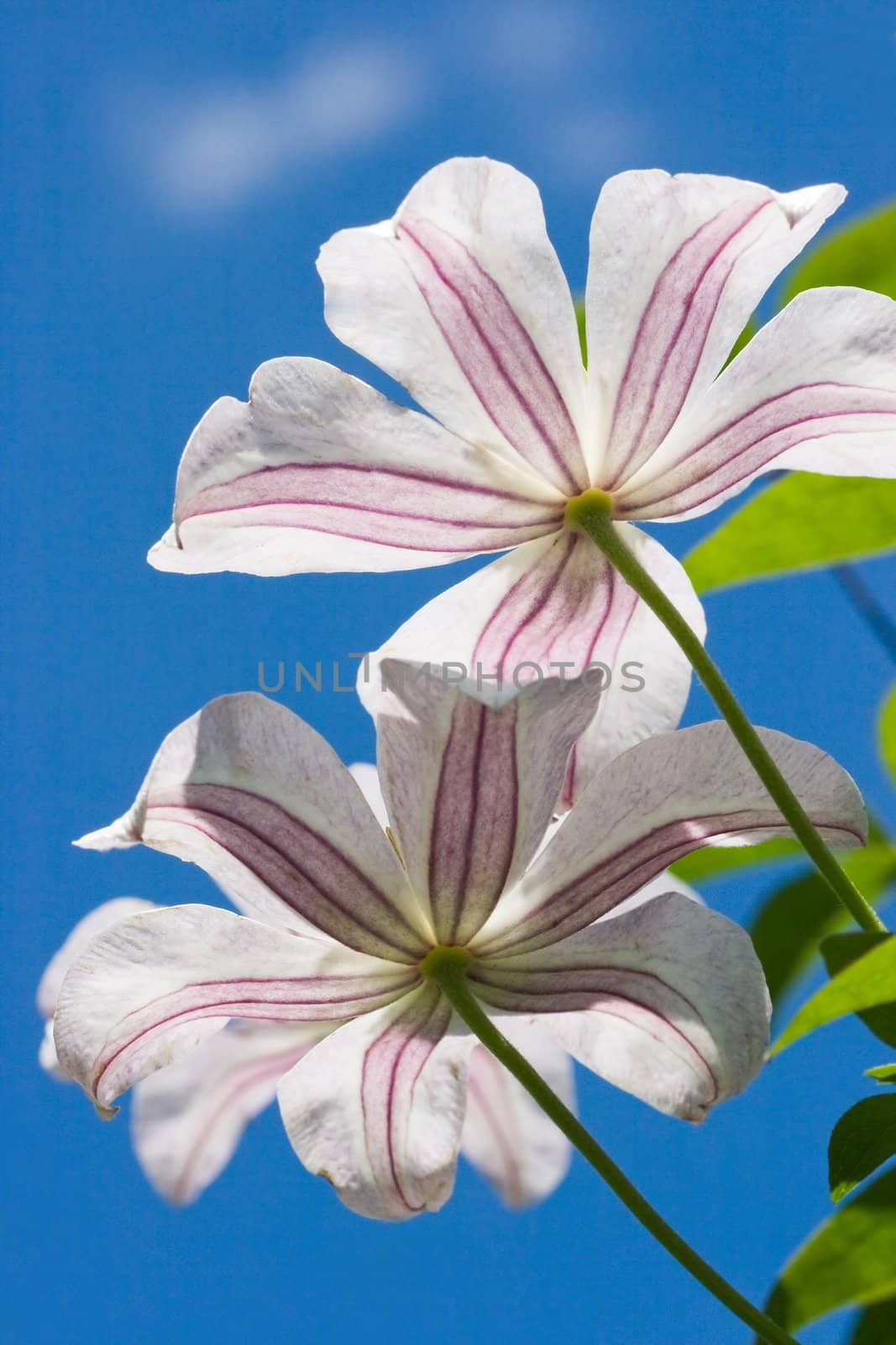 Two Clematis flowers with blue sky background