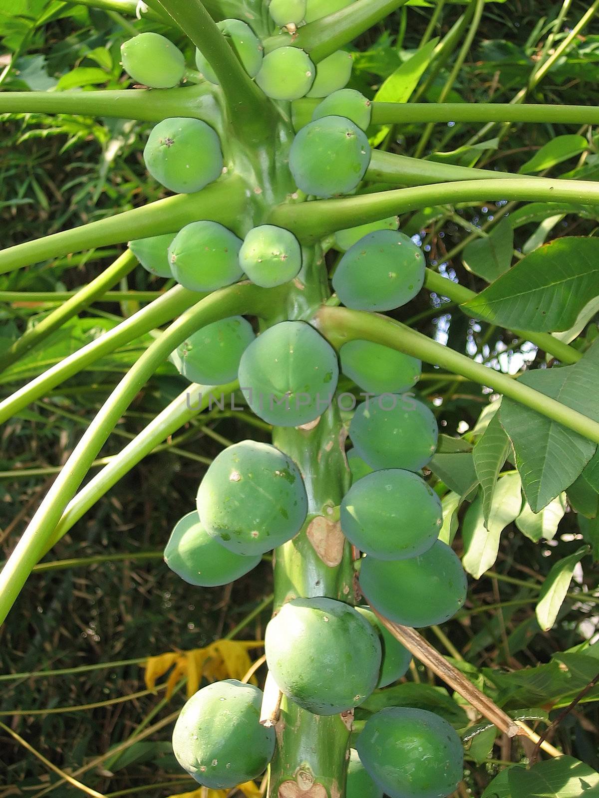 Tropical Mango Plant