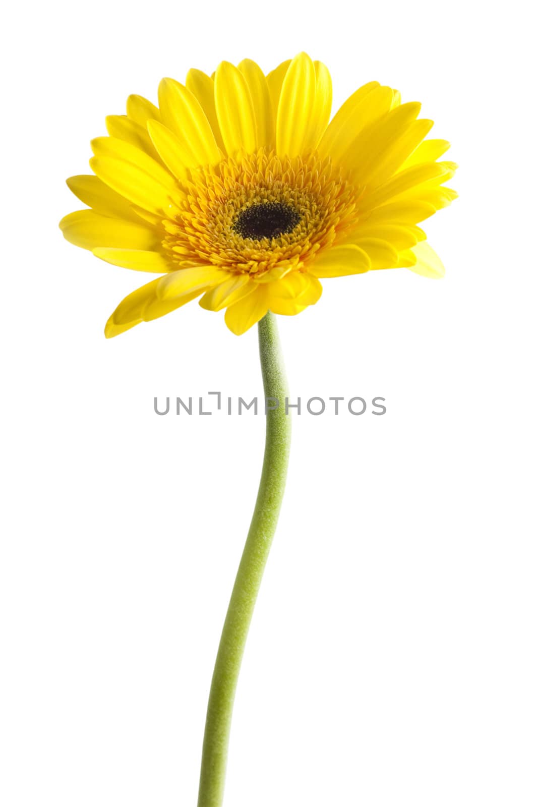 Yellow gerbera flower isolated on white background