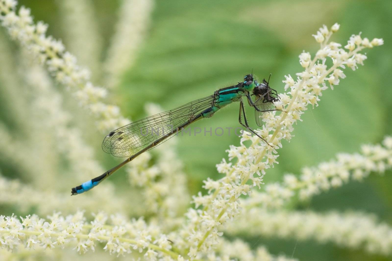 Azure damselfly by Colette