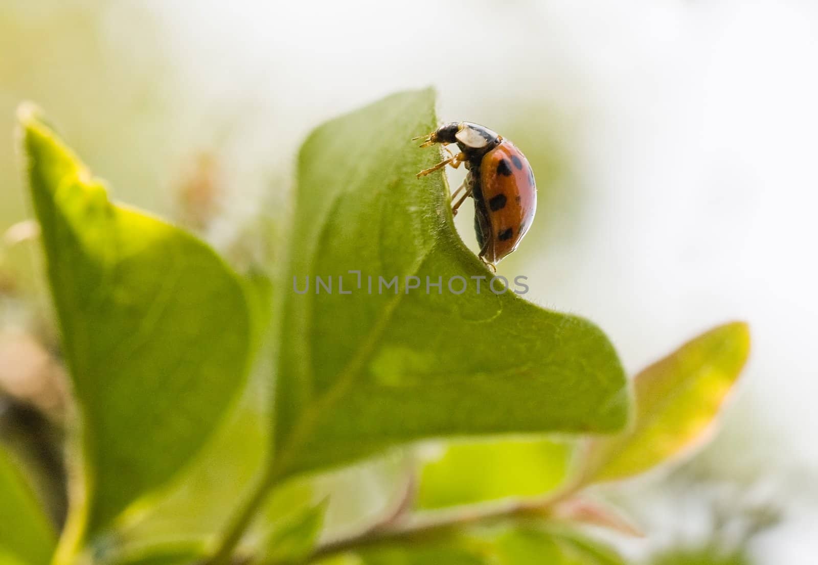 Ladybug on green leafves, travelling in his own world