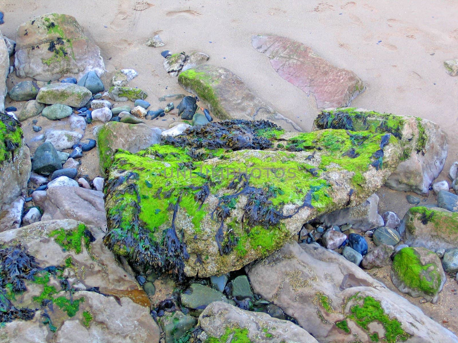 Moss and Seaweed Covered Rocks