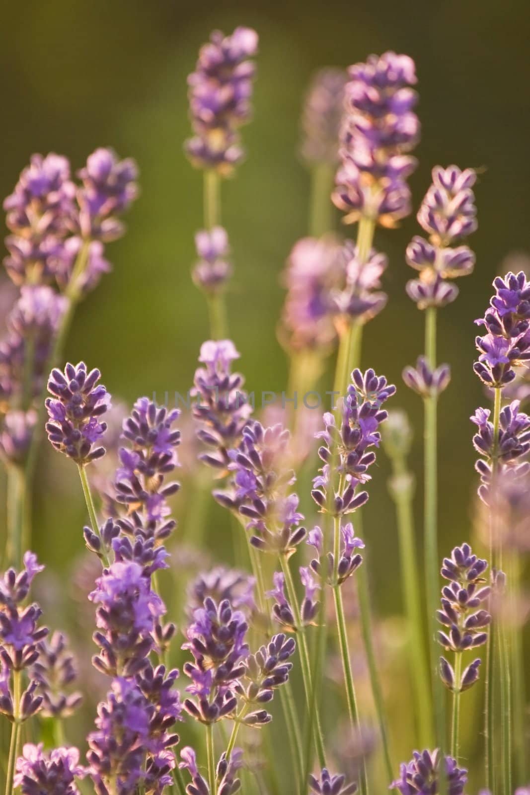 Last evening sunlight on Lavender flowers in summer