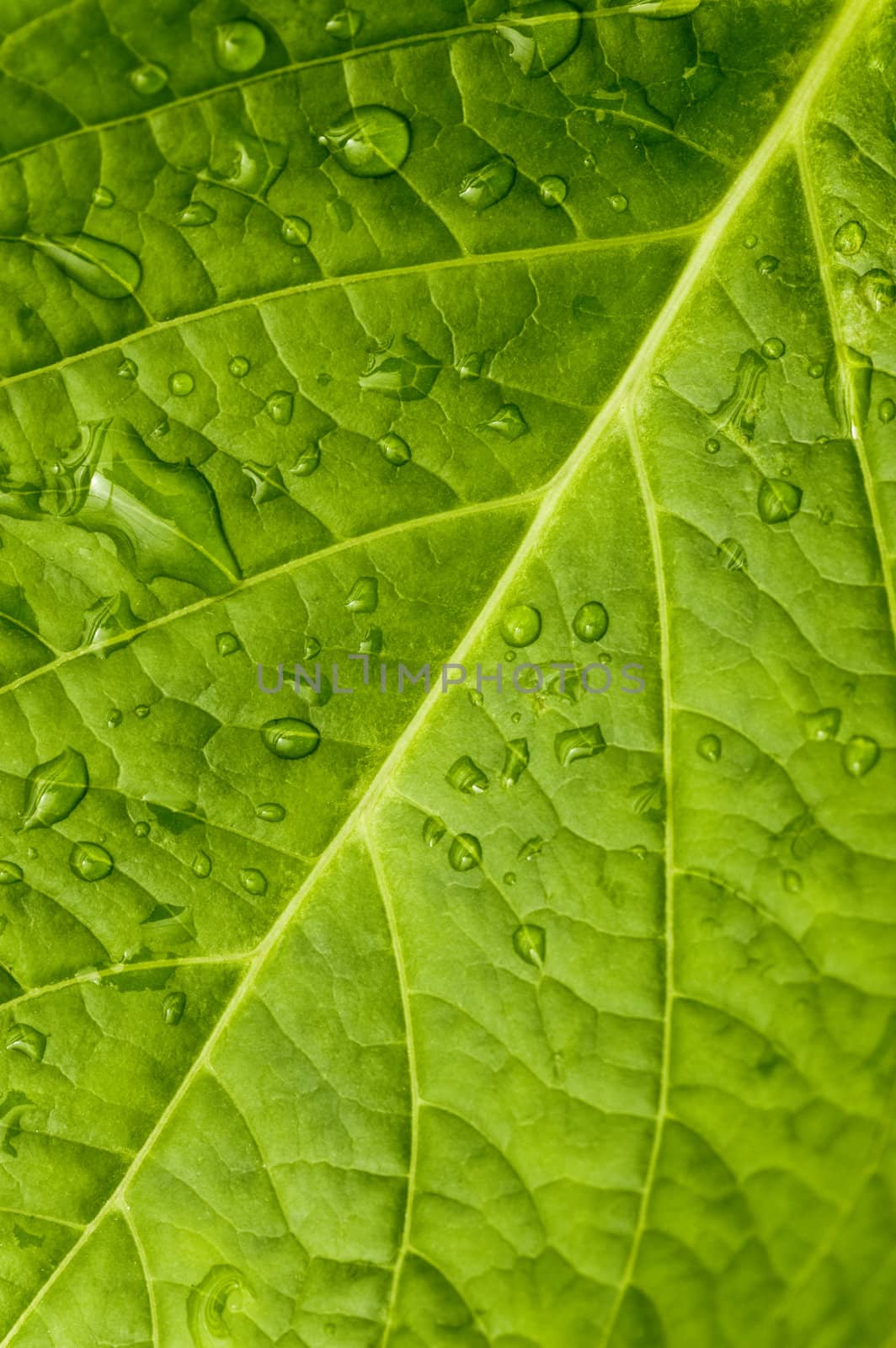 Macro in leaf with water drops.