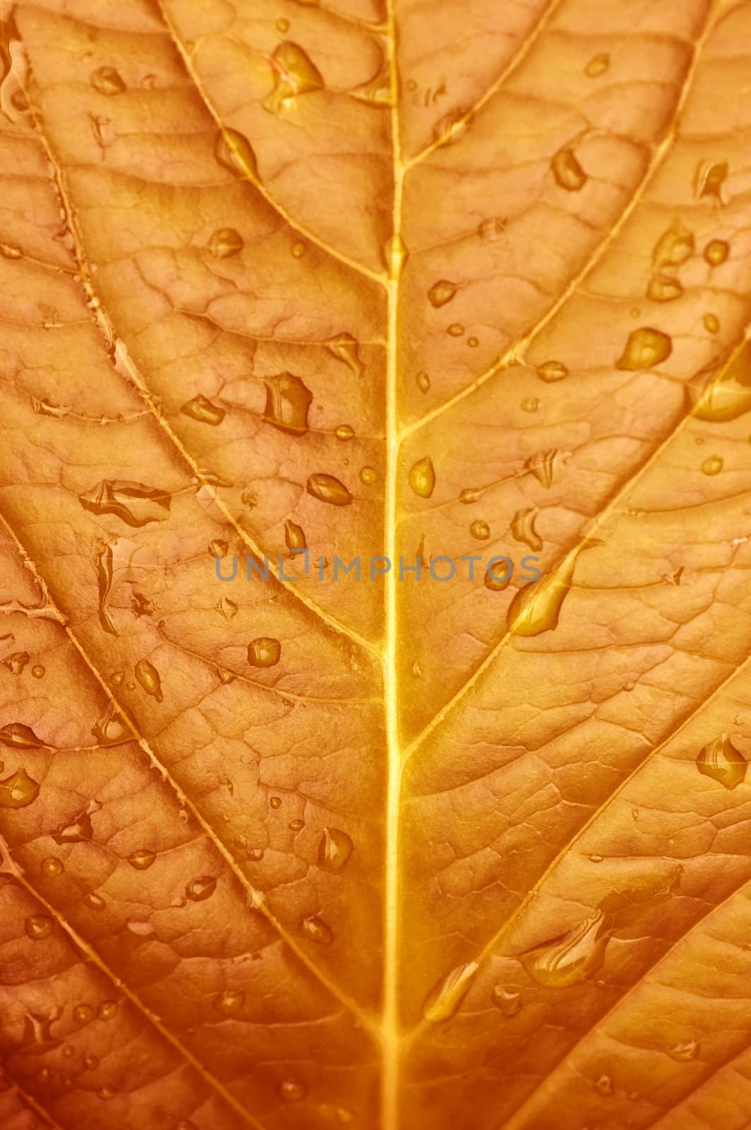 Close up of Redleaf with water drop.