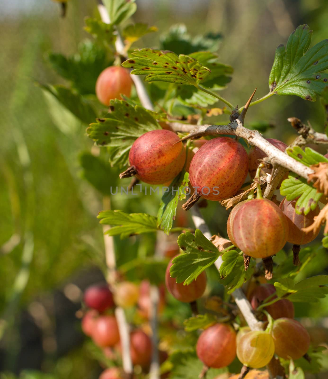 Gooseberries on a branch close up shot.