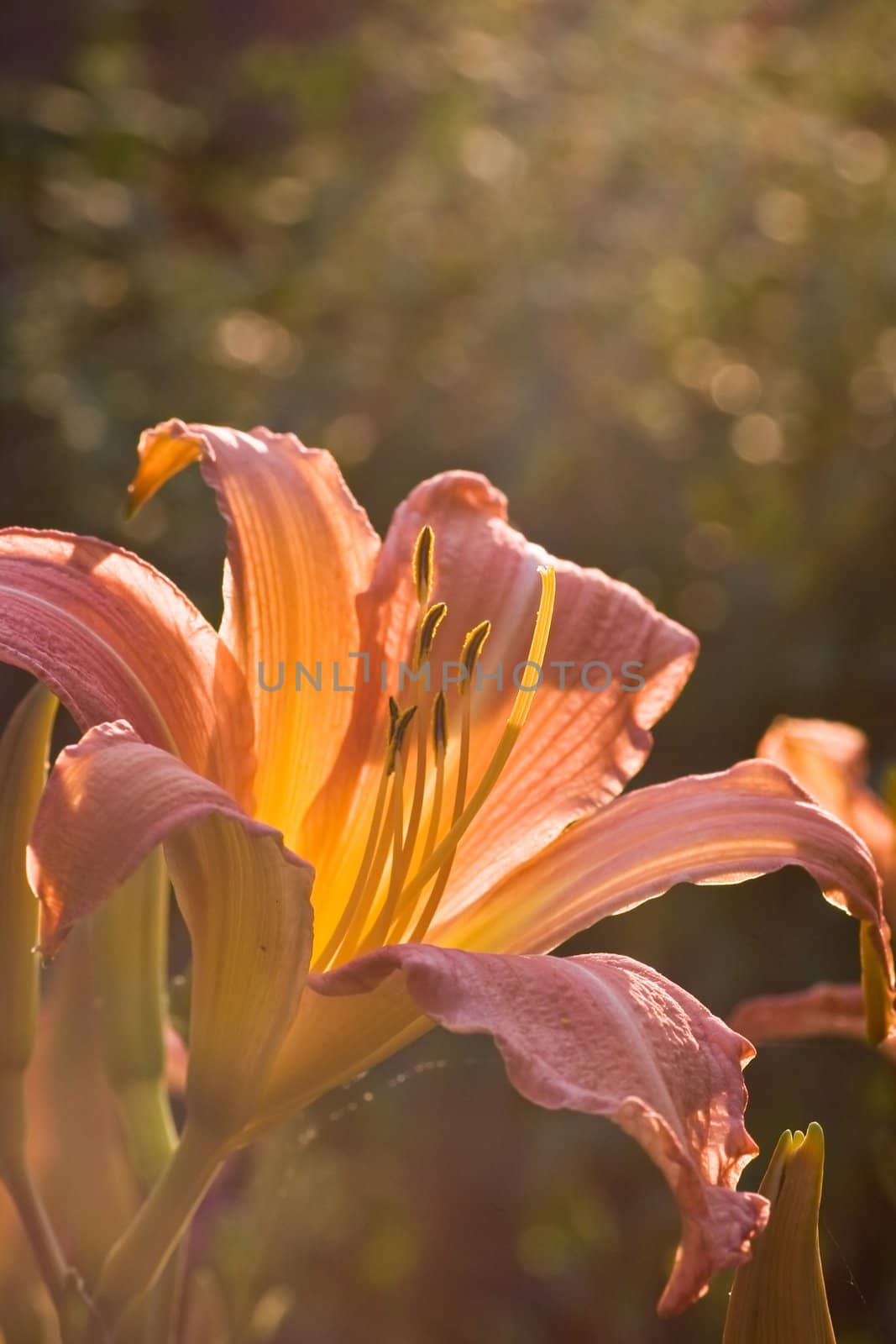 Daylily in latest summer evening light by Colette