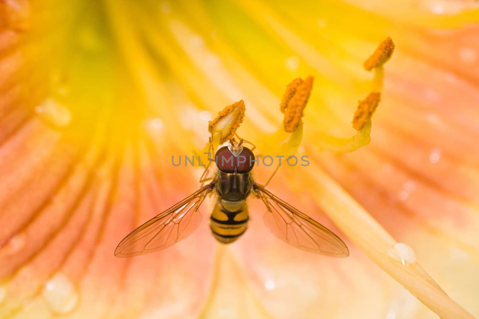 Hoverfly on daylily flowers by Colette