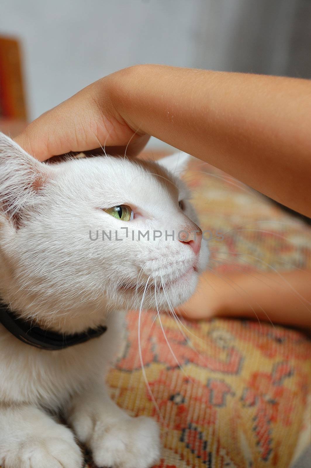 tender touch of a kid's hand to a white cat' head